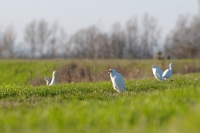 29593 Bubulcus ibis (Airone guardabuoi)